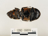 中文名:大黑艷蟲(1282-16016)學名:Aceraius grandis (Burmeister, 1847)(1282-16016)中文別名:大黑豔蟲
