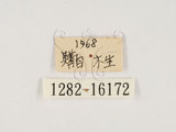 中文名:大黑艷蟲(1282-1617...