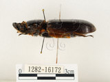 中文名:大黑艷蟲(1282-16172)學名:Aceraius grandis (Burmeister, 1847)(1282-16172)中文別名:大黑豔蟲