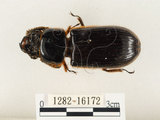 中文名:大黑艷蟲(1282-16172)學名:Aceraius grandis (Burmeister, 1847)(1282-16172)中文別名:大黑豔蟲