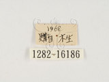 中文名:大黑艷蟲(1282-1618...