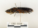 中文名:大黑艷蟲(1282-16186)學名:Aceraius grandis (Burmeister, 1847)(1282-16186)中文別名:大黑豔蟲