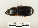 中文名:大黑艷蟲(1282-16186)學名:Aceraius grandis (Burmeister, 1847)(1282-16186)中文別名:大黑豔蟲