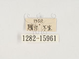 中文名:大黑艷蟲(1282-1596...