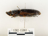 中文名:大黑艷蟲(1282-15961)學名:Aceraius grandis (Burmeister, 1847)(1282-15961)中文別名:大黑豔蟲