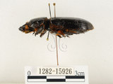 中文名:大黑艷蟲(1282-15926)學名:Aceraius grandis (Burmeister, 1847)(1282-15926)中文別名:大黑豔蟲