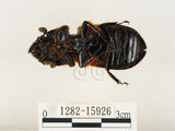 中文名:大黑艷蟲(1282-15926)學名:Aceraius grandis (Burmeister, 1847)(1282-15926)中文別名:大黑豔蟲