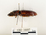 中文名:大黑艷蟲(1282-16097)學名:Aceraius grandis (Burmeister, 1847)(1282-16097)中文別名:大黑豔蟲