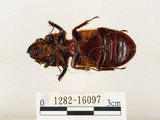 中文名:大黑艷蟲(1282-16097)學名:Aceraius grandis (Burmeister, 1847)(1282-16097)中文別名:大黑豔蟲