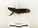 中文名:大黑艷蟲(1440-431)學名:Aceraius grandis (Burmeister, 1847)(1440-431)中文別名:大黑豔蟲