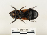 中文名:大黑艷蟲(1440-431)學名:Aceraius grandis (Burmeister, 1847)(1440-431)中文別名:大黑豔蟲