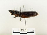 中文名:大黑艷蟲(1448-11)學名:Aceraius grandis (Burmeister, 1847)(1448-11)中文別名:大黑豔蟲