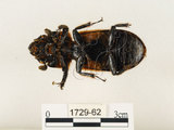 中文名:大黑艷蟲(1729-62)學名:Aceraius grandis (Burmeister, 1847)(1729-62)中文別名:大黑豔蟲