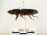 中文名:大黑艷蟲(2002-326)學名:Aceraius grandis (Burmeister, 1847)(2002-326)中文別名:大黑豔蟲