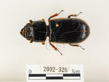 中文名:大黑艷蟲(2002-326)學名:Aceraius grandis (Burmeister, 1847)(2002-326)中文別名:大黑豔蟲