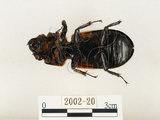 中文名:大黑艷蟲(2002-20)學名:Aceraius grandis (Burmeister, 1847)(2002-20)中文別名:大黑豔蟲
