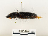中文名:大黑艷蟲(2380-263)學名:Aceraius grandis (Burmeister, 1847)(2380-263)中文別名:大黑豔蟲