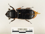 中文名:大黑艷蟲(2380-263)學名:Aceraius grandis (Burmeister, 1847)(2380-263)中文別名:大黑豔蟲