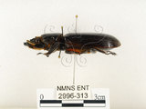 中文名:大黑艷蟲(2996-313)學名:Aceraius grandis (Burmeister, 1847)(2996-313)中文別名:大黑豔蟲