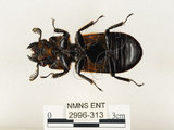 中文名:大黑艷蟲(2996-313)學名:Aceraius grandis (Burmeister, 1847)(2996-313)中文別名:大黑豔蟲