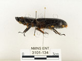 中文名:大黑艷蟲(3101-134)學名:Aceraius grandis (Burmeister, 1847)(3101-134)中文別名:大黑豔蟲