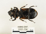中文名:大黑艷蟲(3101-134)學名:Aceraius grandis (Burmeister, 1847)(3101-134)中文別名:大黑豔蟲