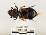 中文名:大黑艷蟲(3101-135)學名:Aceraius grandis (Burmeister, 1847)(3101-135)中文別名:大黑豔蟲