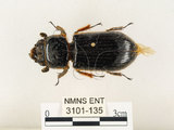 中文名:大黑艷蟲(3101-135)學名:Aceraius grandis (Burmeister, 1847)(3101-135)中文別名:大黑豔蟲