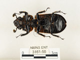 中文名:大黑艷蟲(3161-55)學名:Aceraius grandis (Burmeister, 1847)(3161-55)中文別名:大黑豔蟲