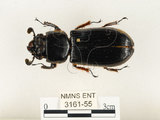 中文名:大黑艷蟲(3161-55)學名:Aceraius grandis (Burmeister, 1847)(3161-55)中文別名:大黑豔蟲