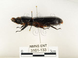 中文名:大黑艷蟲(3161-133)學名:Aceraius grandis (Burmeister, 1847)(3161-133)中文別名:大黑豔蟲