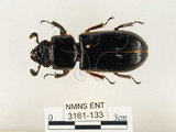 中文名:大黑艷蟲(3161-133)學名:Aceraius grandis (Burmeister, 1847)(3161-133)中文別名:大黑豔蟲