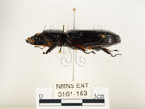 中文名:大黑艷蟲(3161-153)學名:Aceraius grandis (Burmeister, 1847)(3161-153)中文別名:大黑豔蟲