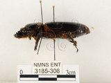 中文名:大黑艷蟲(3185-308)學名:Aceraius grandis (Burmeister, 1847)(3185-308)中文別名:大黑豔蟲