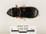中文名:大黑艷蟲(3185-308)學名:Aceraius grandis (Burmeister, 1847)(3185-308)中文別名:大黑豔蟲