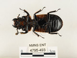 中文名:大黑艷蟲(4795-493)學名:Aceraius grandis (Burmeister, 1847)(4795-493)中文別名:大黑豔蟲