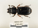 中文名:大黑艷蟲(4795-493)學名:Aceraius grandis (Burmeister, 1847)(4795-493)中文別名:大黑豔蟲
