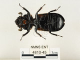 中文名:大黑艷蟲(4810-45)學名:Aceraius grandis (Burmeister, 1847)(4810-45)中文別名:大黑豔蟲