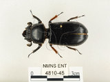 中文名:大黑艷蟲(4810-45)學名:Aceraius grandis (Burmeister, 1847)(4810-45)中文別名:大黑豔蟲