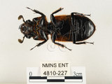 中文名:大黑艷蟲(4810-227)學名:Aceraius grandis (Burmeister, 1847)(4810-227)中文別名:大黑豔蟲