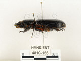 中文名:大黑艷蟲(4810-155)學名:Aceraius grandis (Burmeister, 1847)(4810-155)中文別名:大黑豔蟲