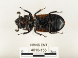 中文名:大黑艷蟲(4810-155)學名:Aceraius grandis (Burmeister, 1847)(4810-155)中文別名:大黑豔蟲