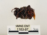 中文名:台灣角金龜(1163-97)學名:Dicranocephalus bourgoini Pouillaude, 1913(1163-97)中文別名:台灣鹿角金龜