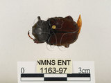 中文名:台灣角金龜(1163-97)學名:Dicranocephalus bourgoini Pouillaude, 1913(1163-97)中文別名:台灣鹿角金龜