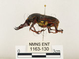 中文名:台灣角金龜(1163-130)學名:Dicranocephalus bourgoini Pouillaude, 1913(1163-130)中文別名:台灣鹿角金龜