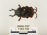 中文名:台灣角金龜(1163-130)學名:Dicranocephalus bourgoini Pouillaude, 1913(1163-130)中文別名:台灣鹿角金龜