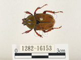 中文名:台灣角金龜(1282-16153)學名:Dicranocephalus bourgoini Pouillaude, 1913(1282-16153)中文別名:台灣鹿角金龜