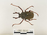 中文名:台灣角金龜(1282-16141)學名:Dicranocephalus bourgoini Pouillaude, 1913(1282-16141)中文別名:台灣鹿角金龜