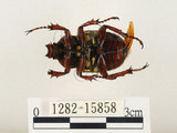 中文名:台灣角金龜(1282-15858)學名:Dicranocephalus bourgoini Pouillaude, 1913(1282-15858)中文別名:台灣鹿角金龜