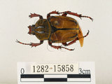 中文名:台灣角金龜(1282-15858)學名:Dicranocephalus bourgoini Pouillaude, 1913(1282-15858)中文別名:台灣鹿角金龜